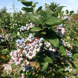 Голубика высокорослая Эллиот