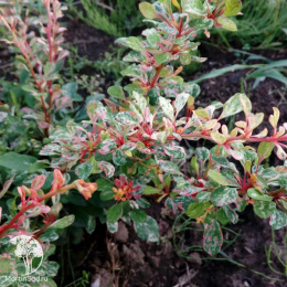 Барбарис тунберга Наташа