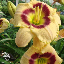 Лилейник Кастед Кэнди