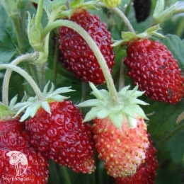 Земляника Александрина ( мелкоплодная ремонтант.)