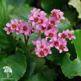 Бадан сердцелистный