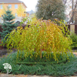 Берёза повислая Янги на штамбе