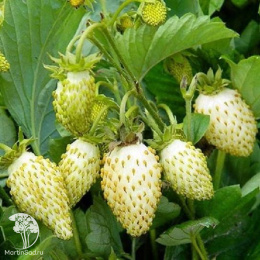 Земляника Белоснежка ( мелкоплодная ремонтант.)