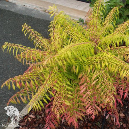 Сумах пушистый Тайгер Айс