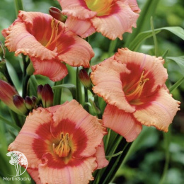 Лилейник гибридный Строберри Кэнди