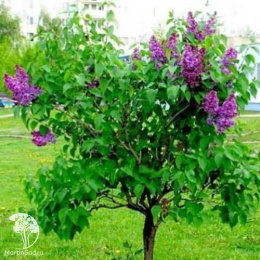 Сирень обыкновенная Людвиг Шпет на штамбе