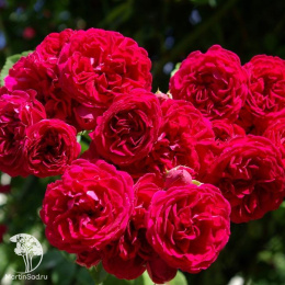 Роза плетистая Чеви Чейз