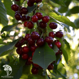 Черевишня Дюк Кормилица