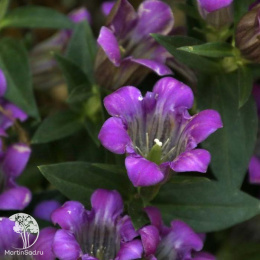 Горечавка шероховатая Зуико Риндо