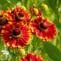 Гелениум Челси