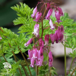 Дицентра красивая "Лакшариэнт"