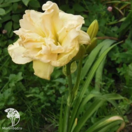 Лилейник Икебана Стар