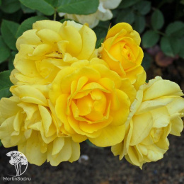 Роза полиантовая Еллоу Фейри