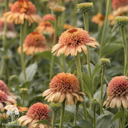 Эхинацея Суприм Канталупе