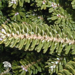 Пихта корейская Молли