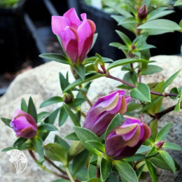 Горечавка шероховатая Зуико Риндо