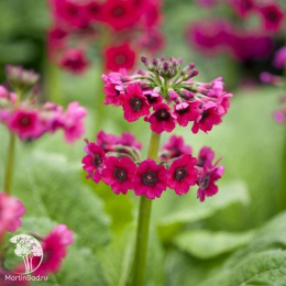 Примула японская Миллерз Кримсон