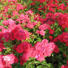 Роза почвопокровная Фейри Данс