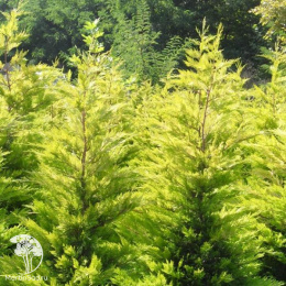 Купрессоципарис Лейланда Кастлевеллан Голд