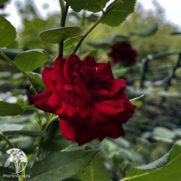 Роза чайно-гибридная Барбара на штамбе