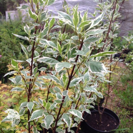 Дёрен белый Элегантиссима