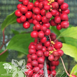 Лимонник садовый