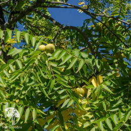 Чёрный орех