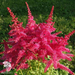 Астильба гибридная Юник Кармин