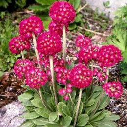 Примула мелкозубчатая Ред