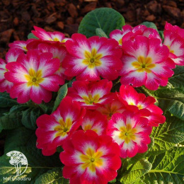 Примула высокая Пиано Роуз Биколор