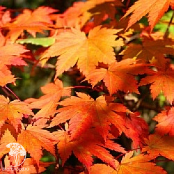 Клён японский