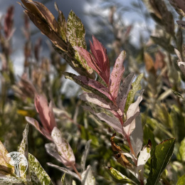Ива цельнолистная Хакуро-Нишики на штамбе