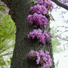 Церцис канадский
