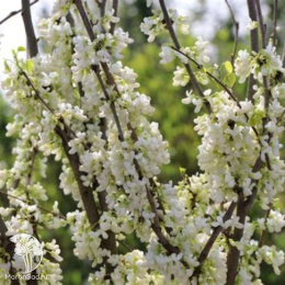 Церцис китайский Широбана