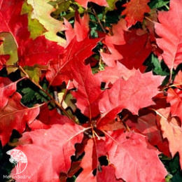 Дуб красный