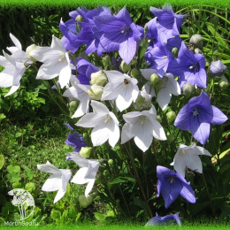 Колокольчик персиколистный