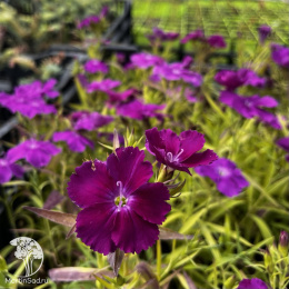 Dianthus chinensis Diana Blueberry Гвоздика китайская Диана Блюберри