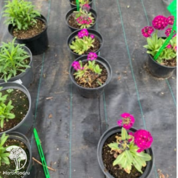 Примула мелкозубчатая Ред