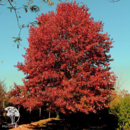 Дуб красный Ауреа