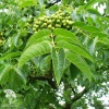 Бархат амурский (пробковое дерево) фото 1 