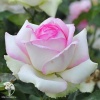 Роза чайно-гибридная Белла Вита фото 1 