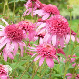 Эхинацея пурпурная Пинк Дабл Делайт