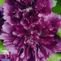 Фото Шток-роза Королевская лиловая