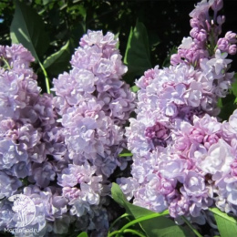 Сирень обыкновенная Михайло Ломоносов