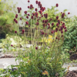 Кровохлёбка Прауд Мэри