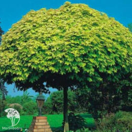 Клён остролистный Голден Глобе на штамбе