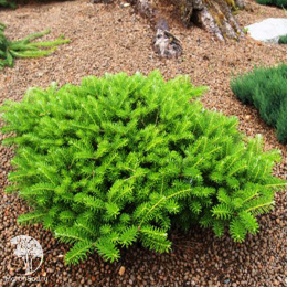 Пихта корейская Грин Карпет