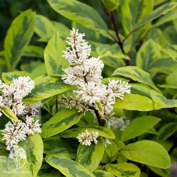 Сирень гималайская