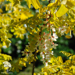 Робиния лжеакация белая Фризия