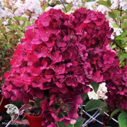 Гортензия метельчатая Самарская Лидия